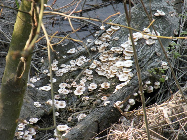 quando la natura prende il sopravvento